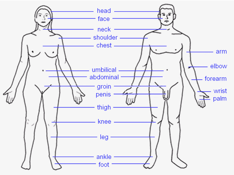 Image:Human body features.png