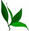 Herbs